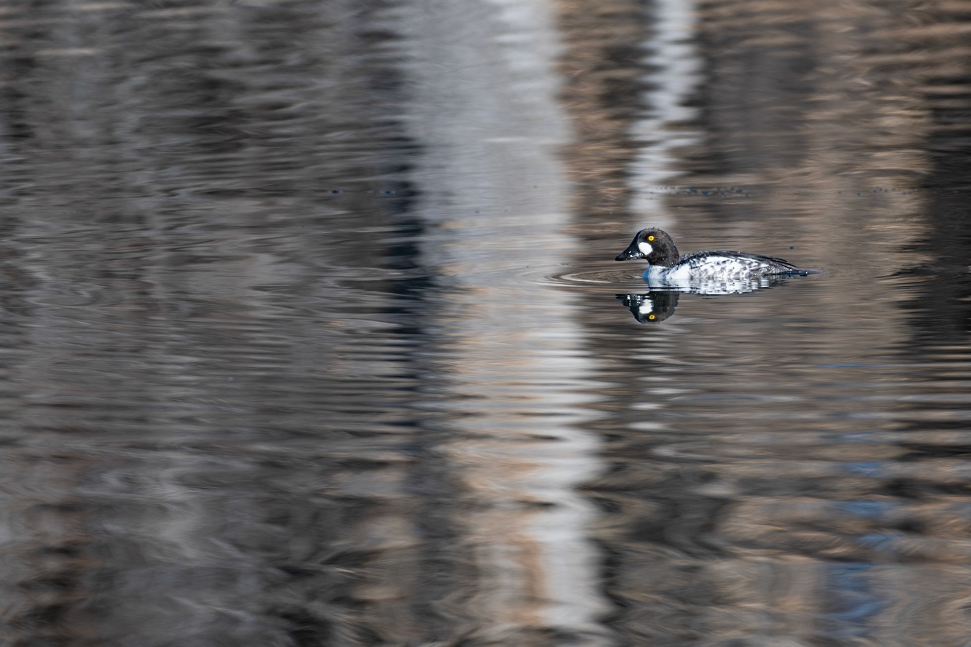 Common Goldeneye - Immature Male