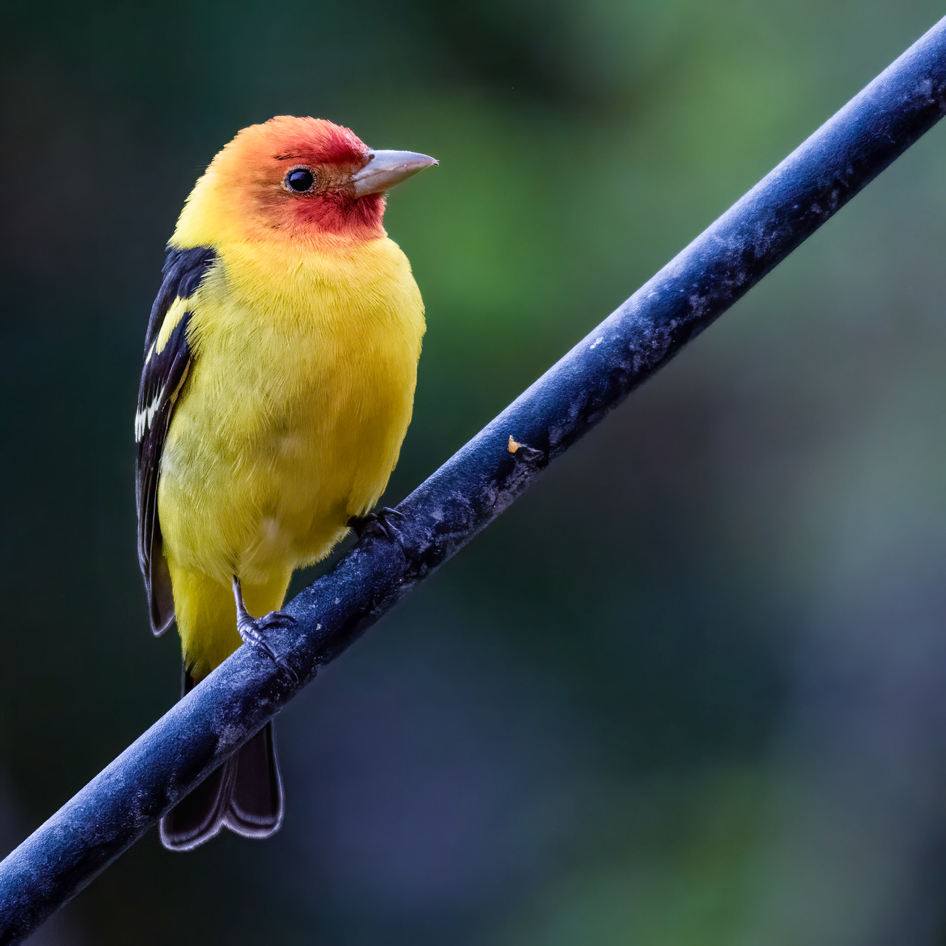 Bullock’s Oriole (Icterus bullockii) And it flipped around for a front profile :-D LOL