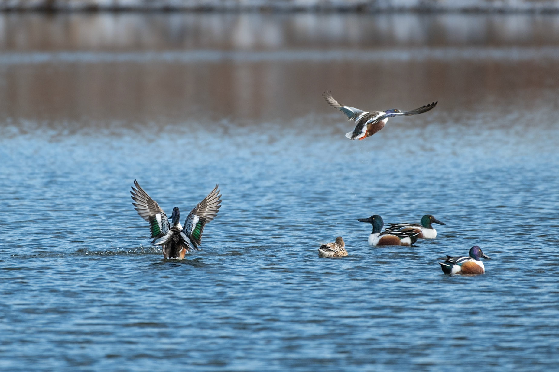 Northern Shoveler Flight Pattern-5/9