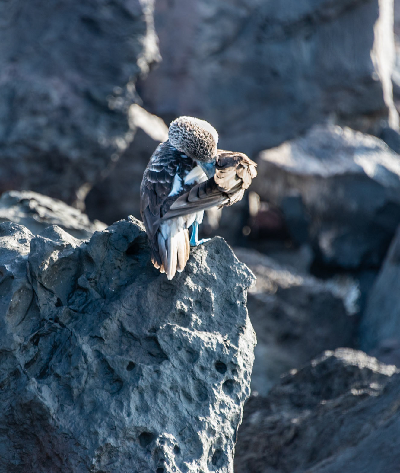Galapagos - Blue Footed Booby preening
