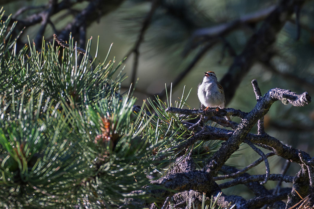 Chipping Sparrow (Spizella passerina)