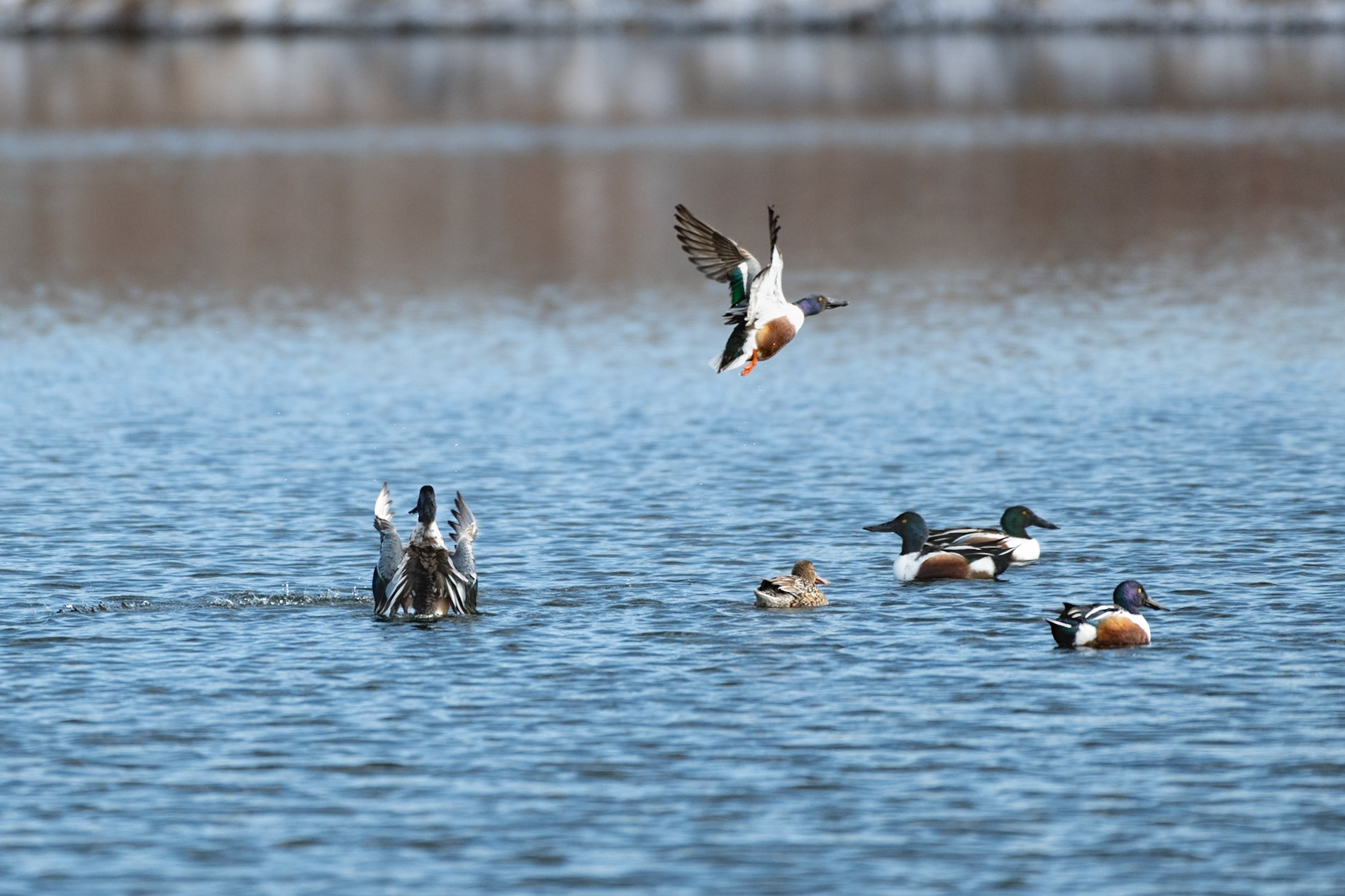 Northern Shoveler Flight Pattern-3/9