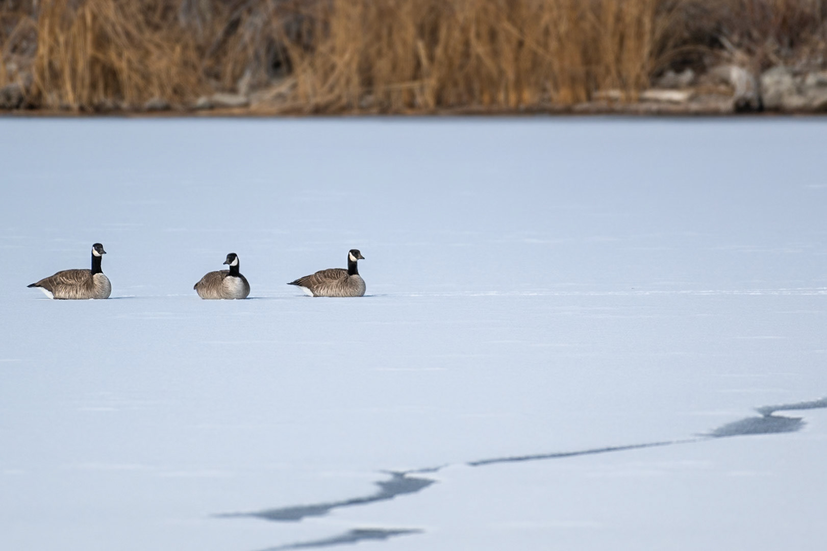 Canadian Geese (Branta canadensis) - oddy they seem right at home on the frozen lake despite hoping for more open water here in Colorado :-D LOL