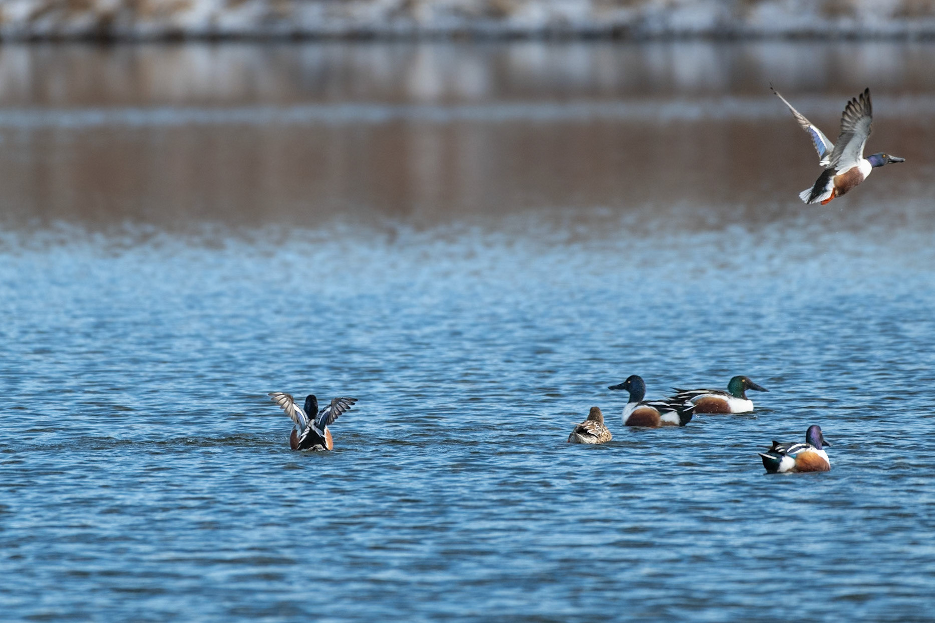 Northern Shoveler Flight Pattern-9/9