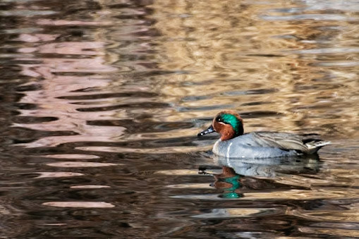 Male Green-winged Teal [Anas crecca]