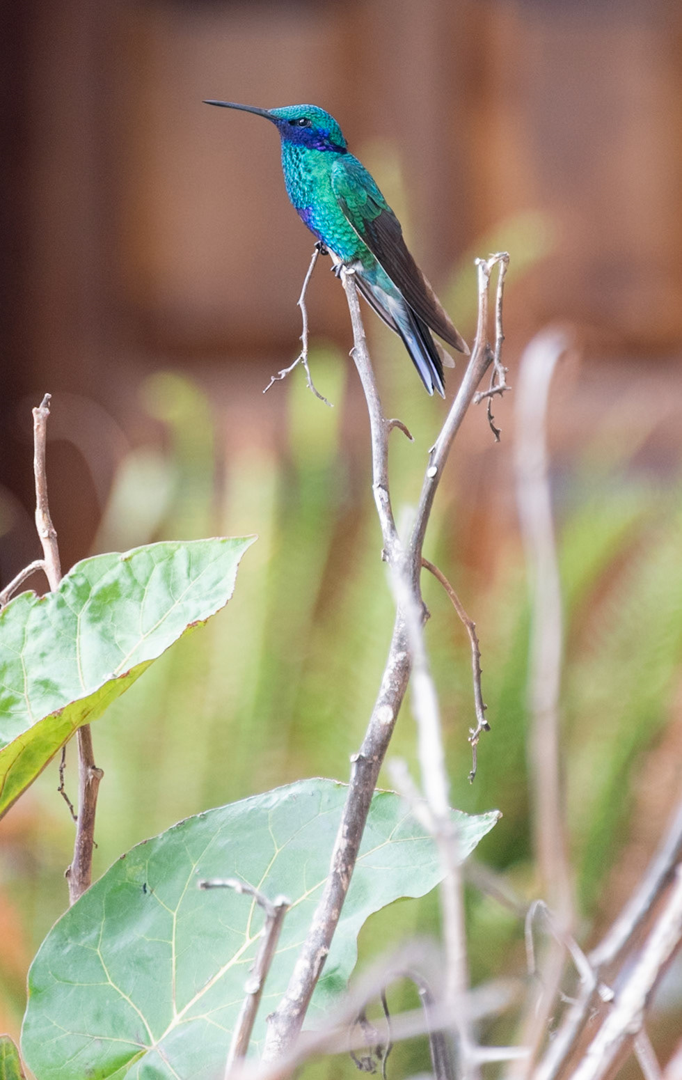 Quito Ecuador Hummingbird