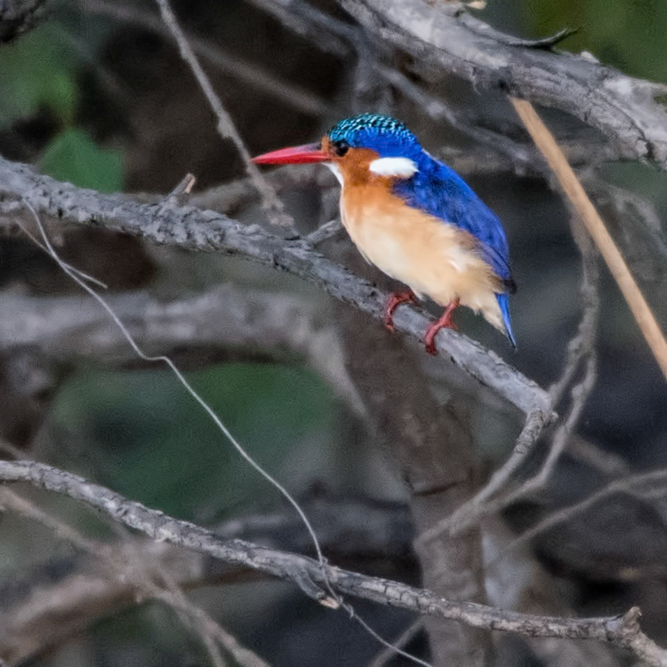 African pygmy Kingfisher (Ispidina picta) There are over 90 species of kingfisher, and they come in various colors and sizes.