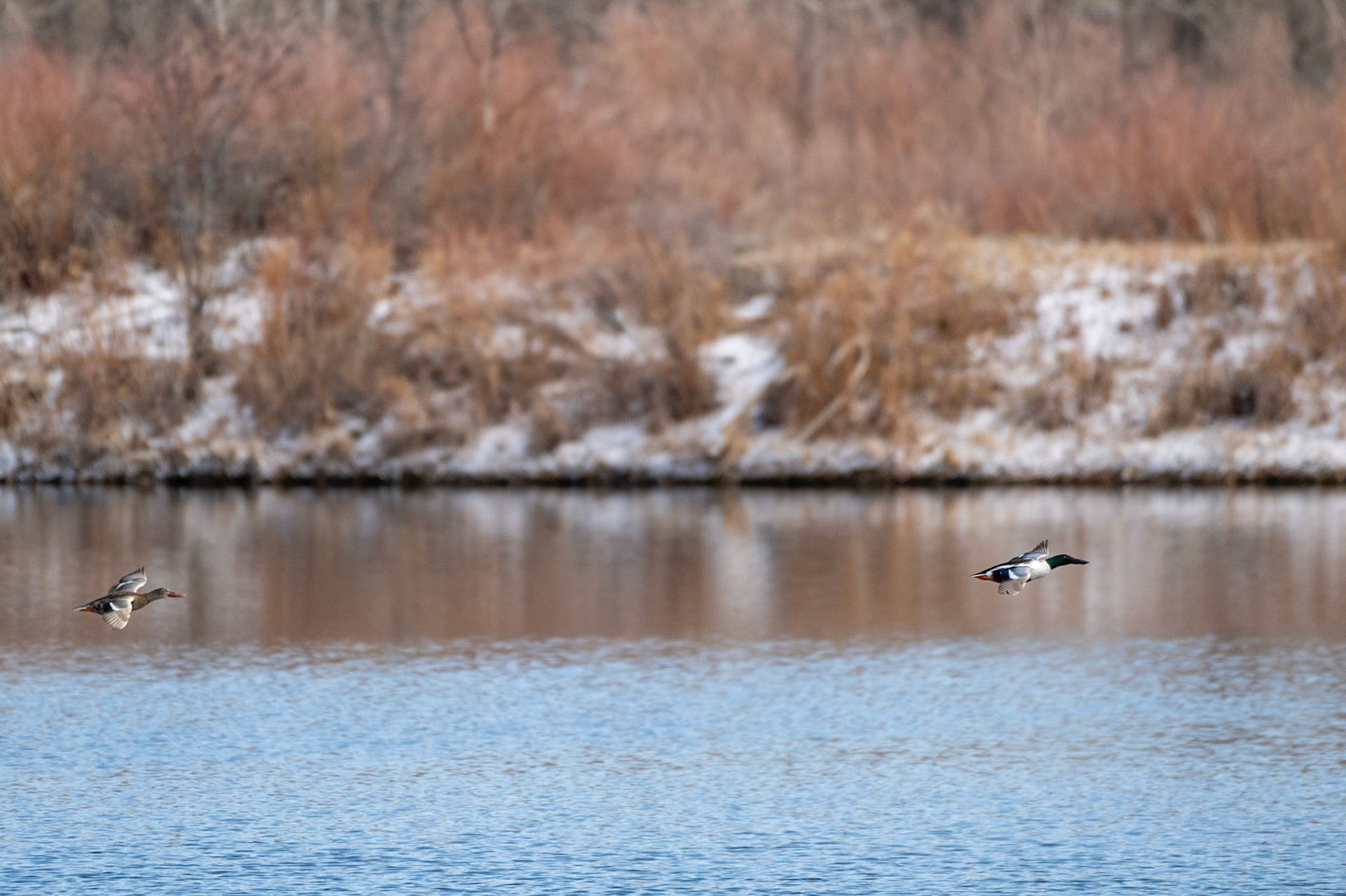 Northern Shoveler (Spatula clypeata) - Female and Male In Flight