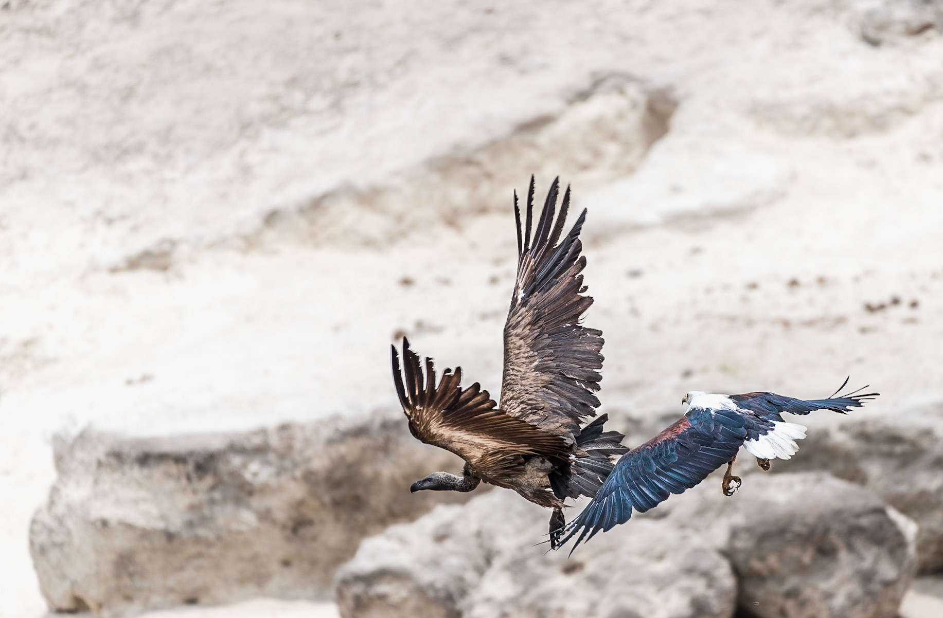 Botswana: An African Fish Eagle (Haliaeetus vocifer) pursues a White-backed Vulture (Gyps africanus). Had the Fish Eagle been insulted or simply looking for lunch we'll never know.