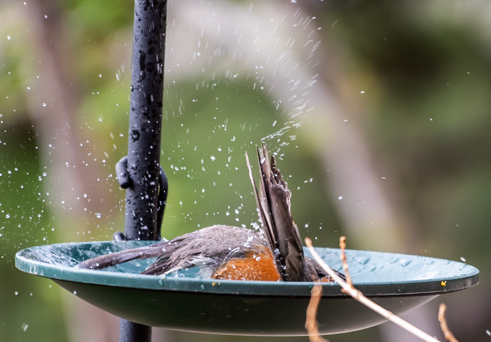 American Robin (Turdus migratirius)