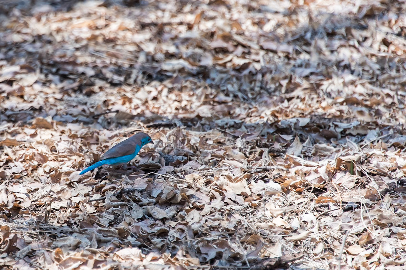 Zimbabwe: Southern Cordonbleu (Uraeginthus angolensis). These seemed to be everywhere around victoria falls, zimbabwe