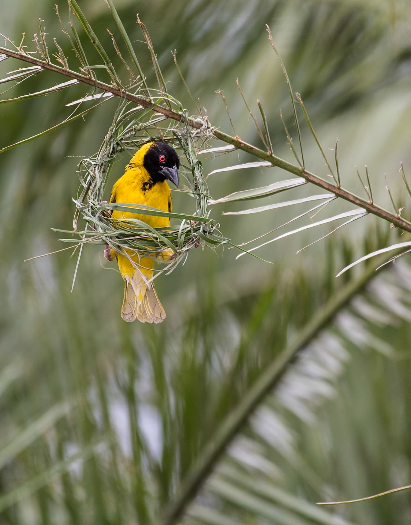 Zimbabwe: Southern Masked Weaver (Ploceus velatus). The acrobatics involved in building the nests are impressive. Here's a few shots of that process.