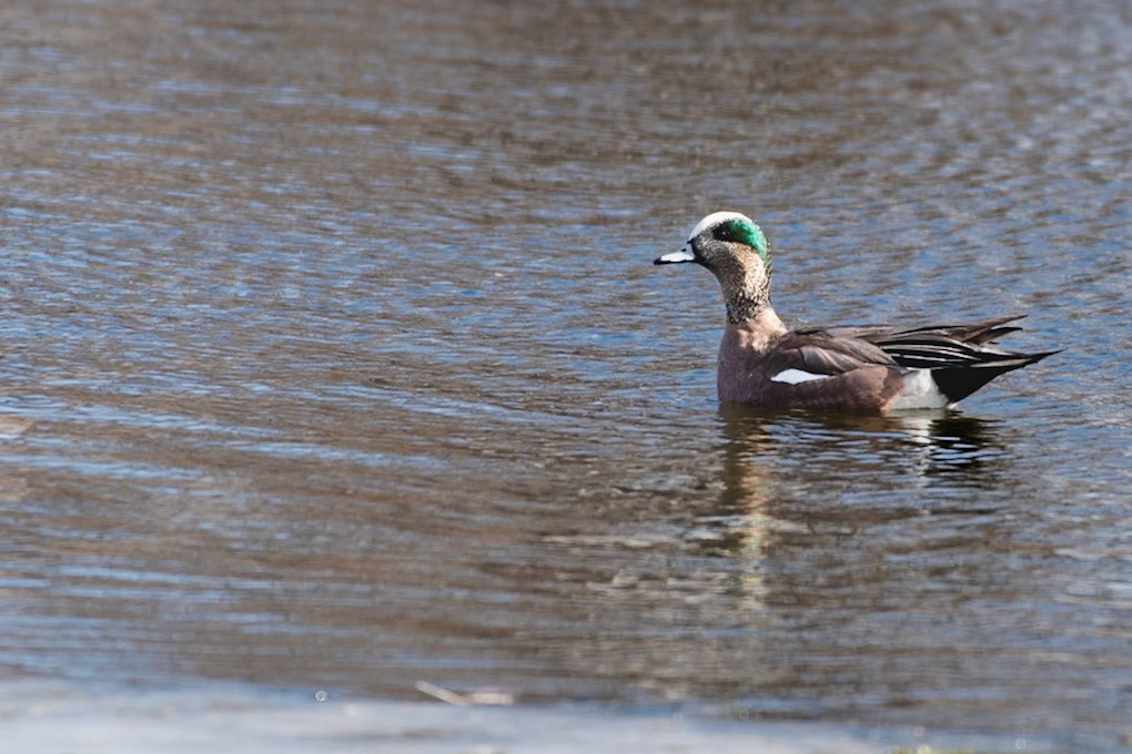 American Wigeon [Mareca americana] male