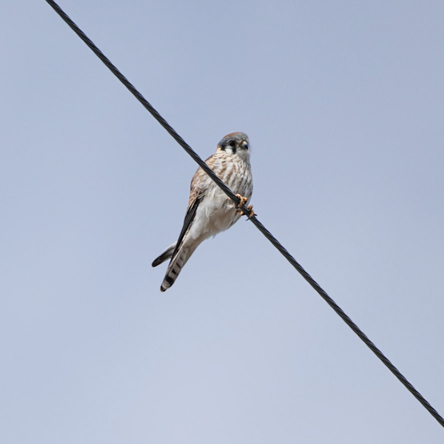 American Kestrel (Falco sparverius)