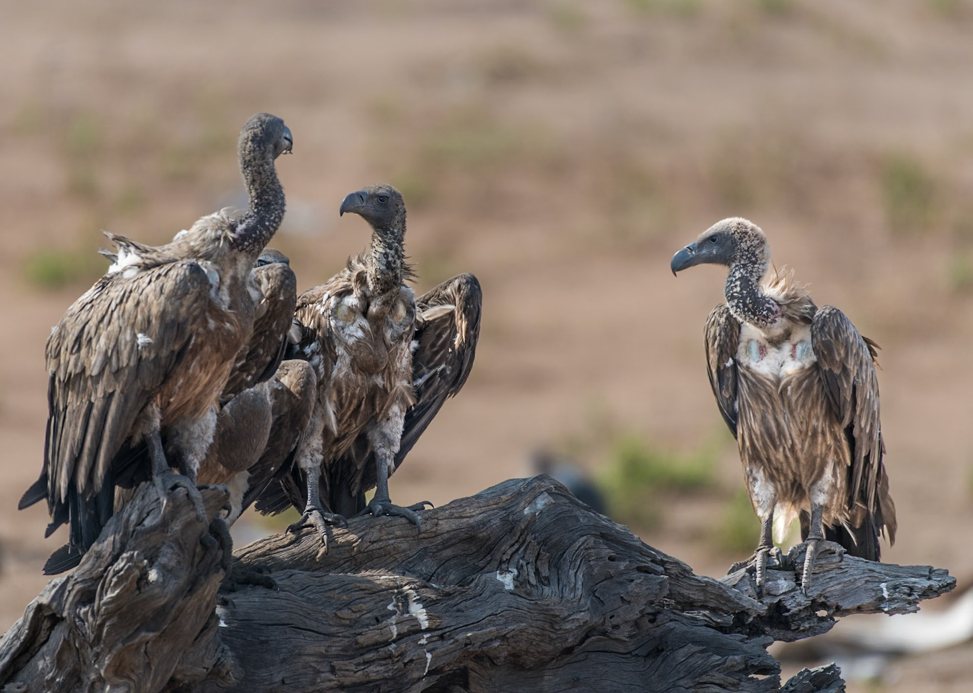 Stop me if you've heard this one... 3 vultures fly up to a log at the carrion restaurant in South Africa...