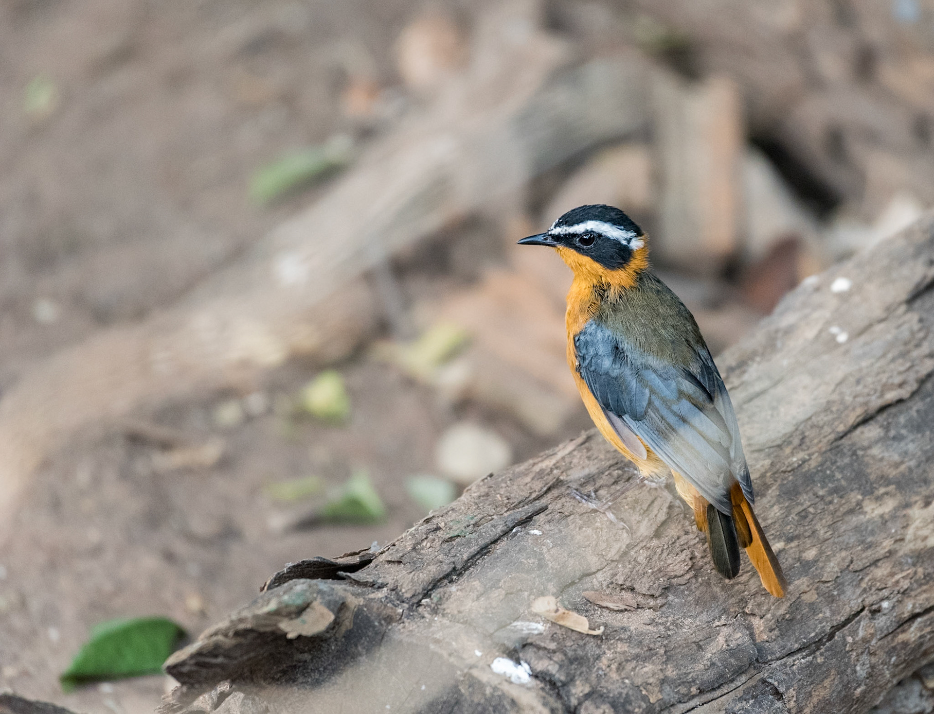 Photo in Botswana: Most likely a Cape Robin-Chat (Dessonornis caffer) or one of the 4 subspecies - Dessonormis caffer 'iolaemus' - 'kivuensis' - 'namaquensis' - or Dessonornis caffer 'caffer'