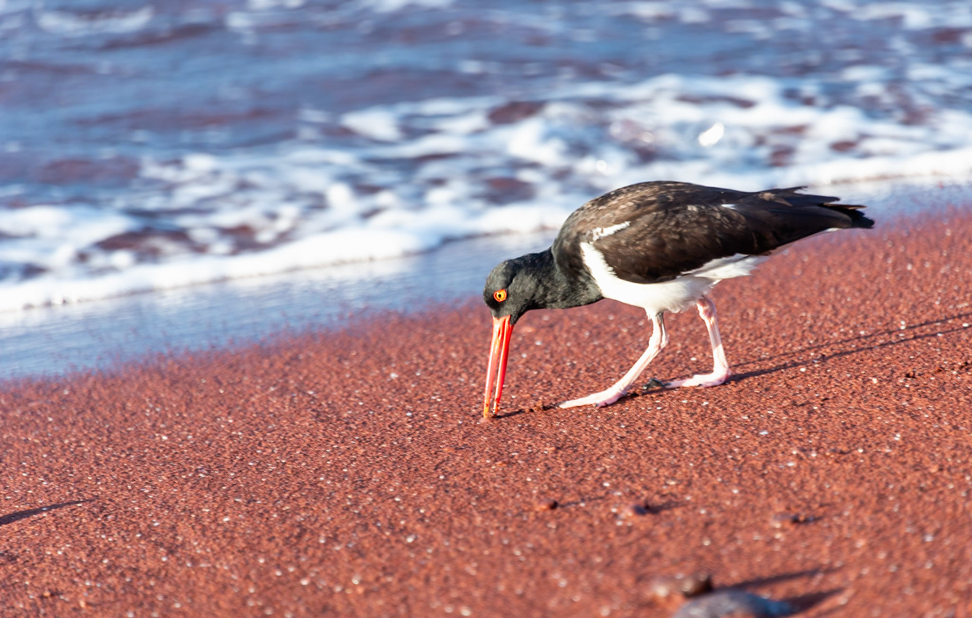 American Oystercatchers (Haematopus palliatus) survive almost exclusively on shellfish—clams, oysters, and other saltwater molluscs.  They're a common sight in the Galapagos Islands as pictured here on the red beaches of Rabida Island.
