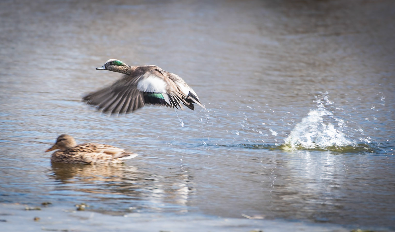 American Wigeon [Mareca americana] male in flight