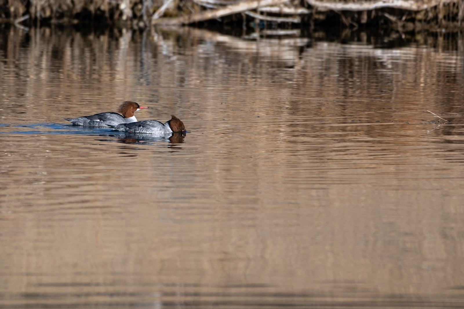 Common Merganser - Female