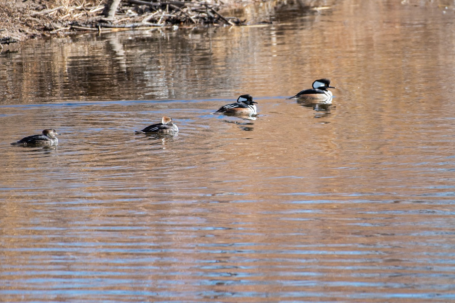 Hooded Merganser [Lophodytes cucullatus] - 2 females (left) 2 males (right)