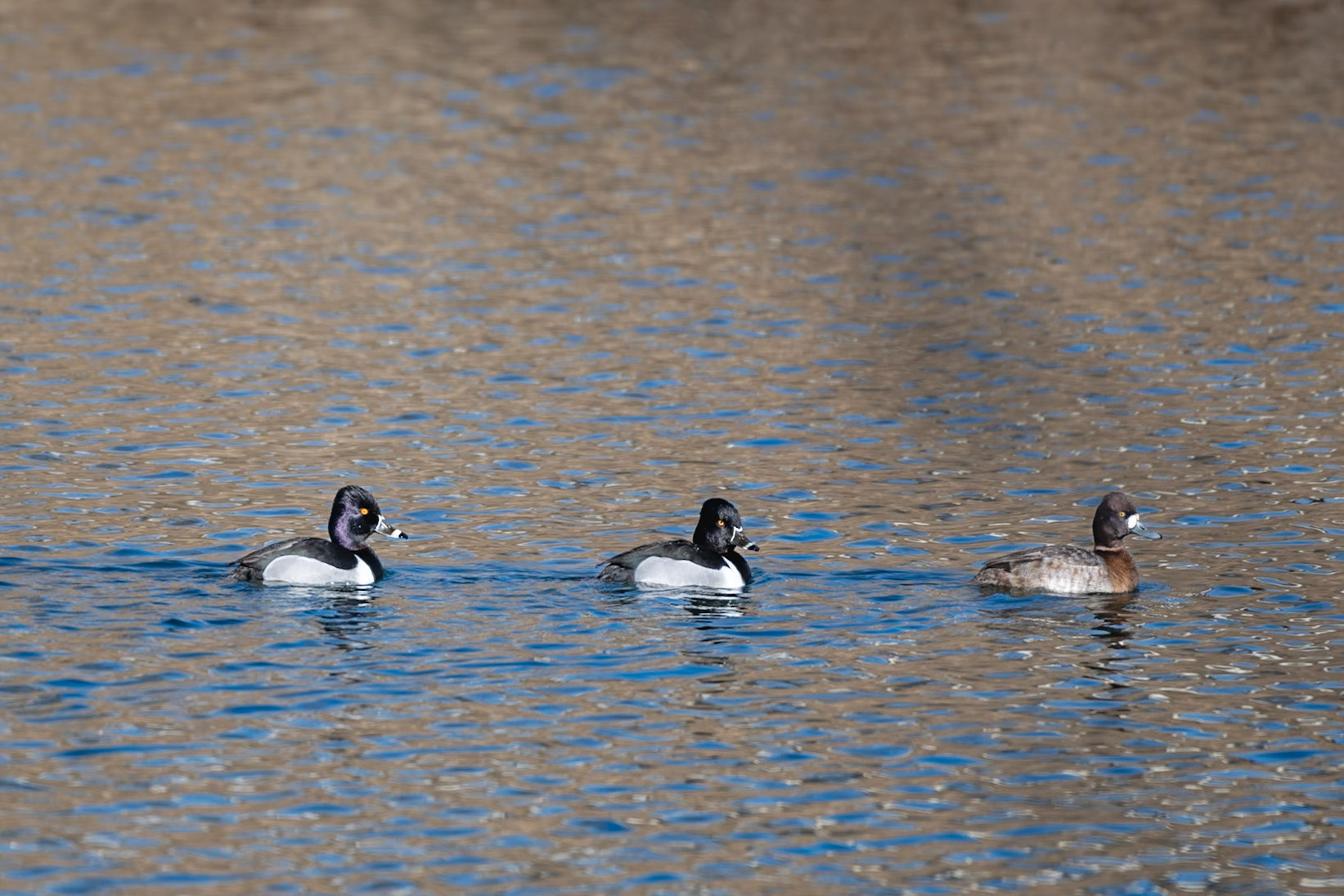 Ring-necked Duck - 2 males and Lesser Scaup - female