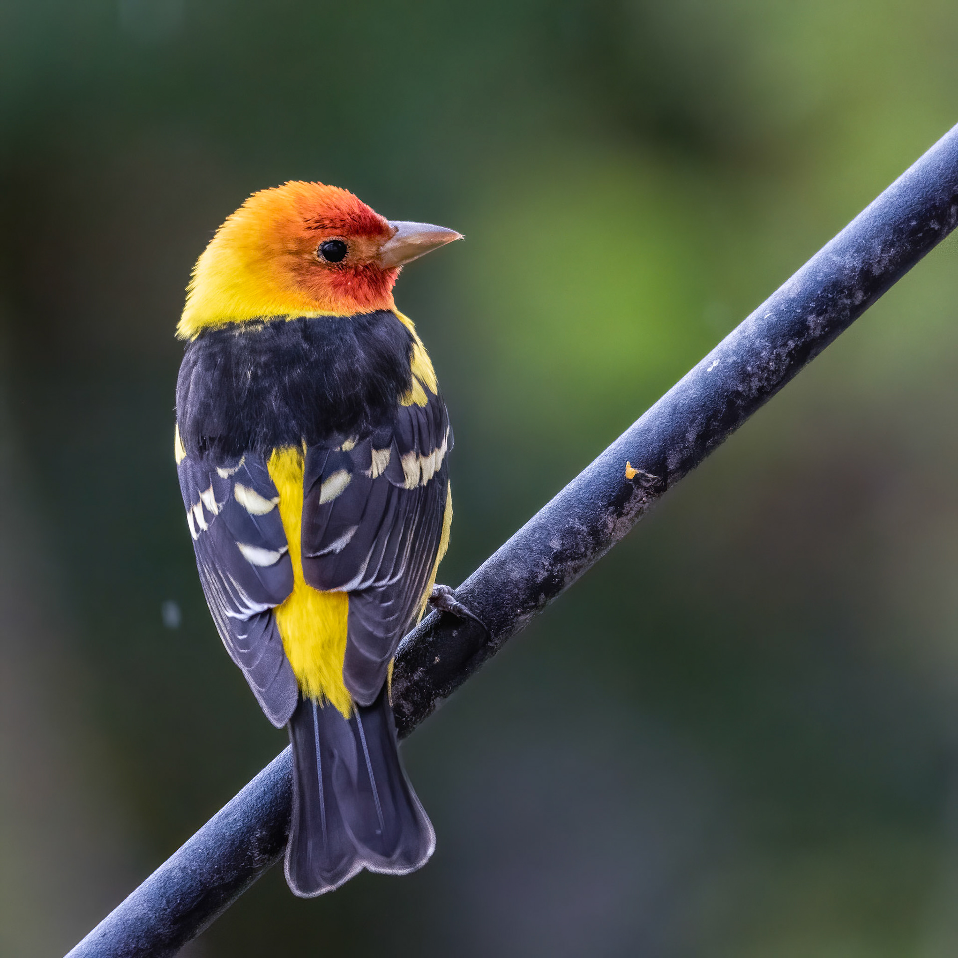 Bullock’s Oriole (Icterus bullockii) As if on queue, a profile pose was struck