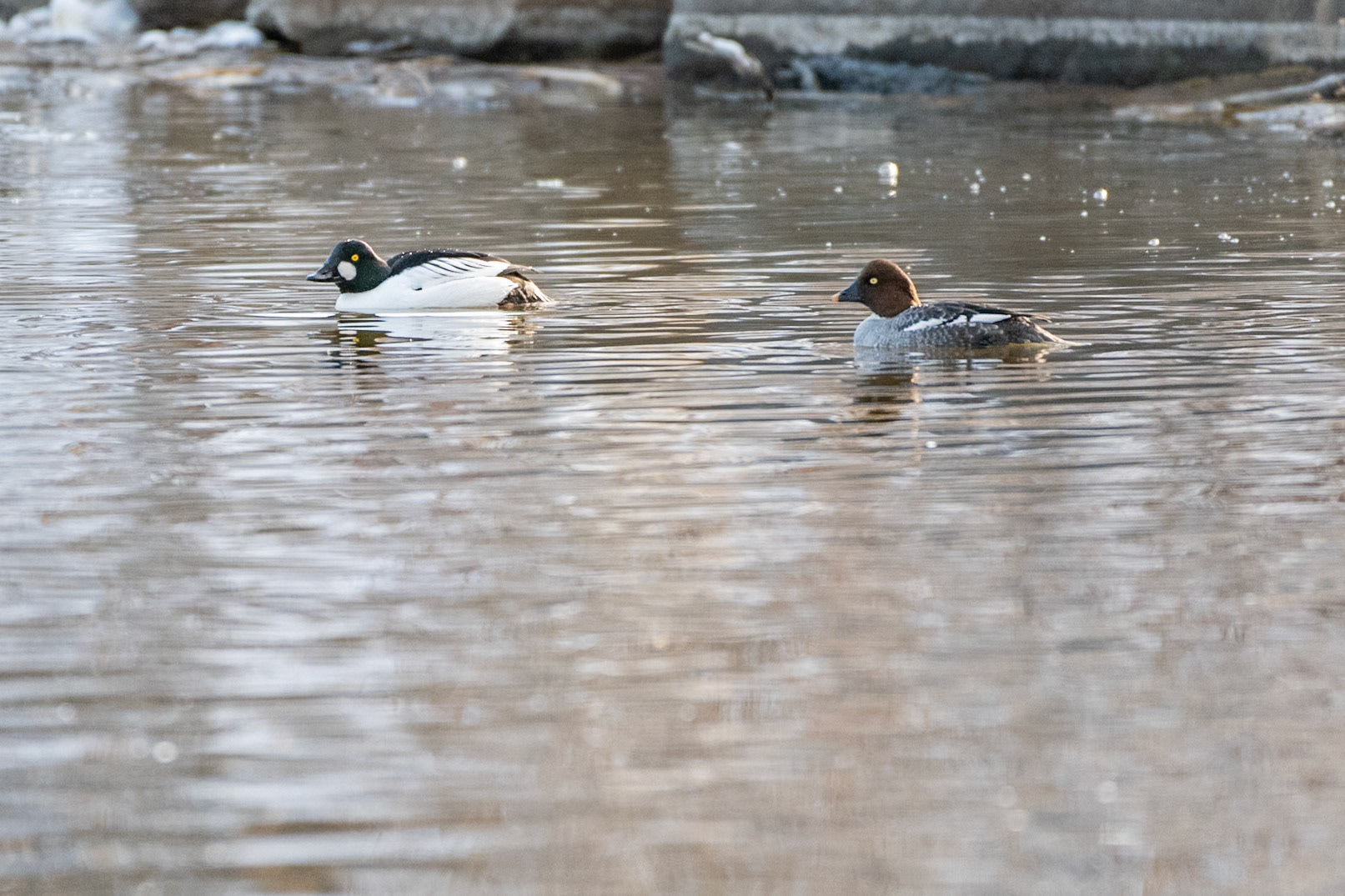 Male (left) and female (right) Common Goldeneye - Bucephala clangula