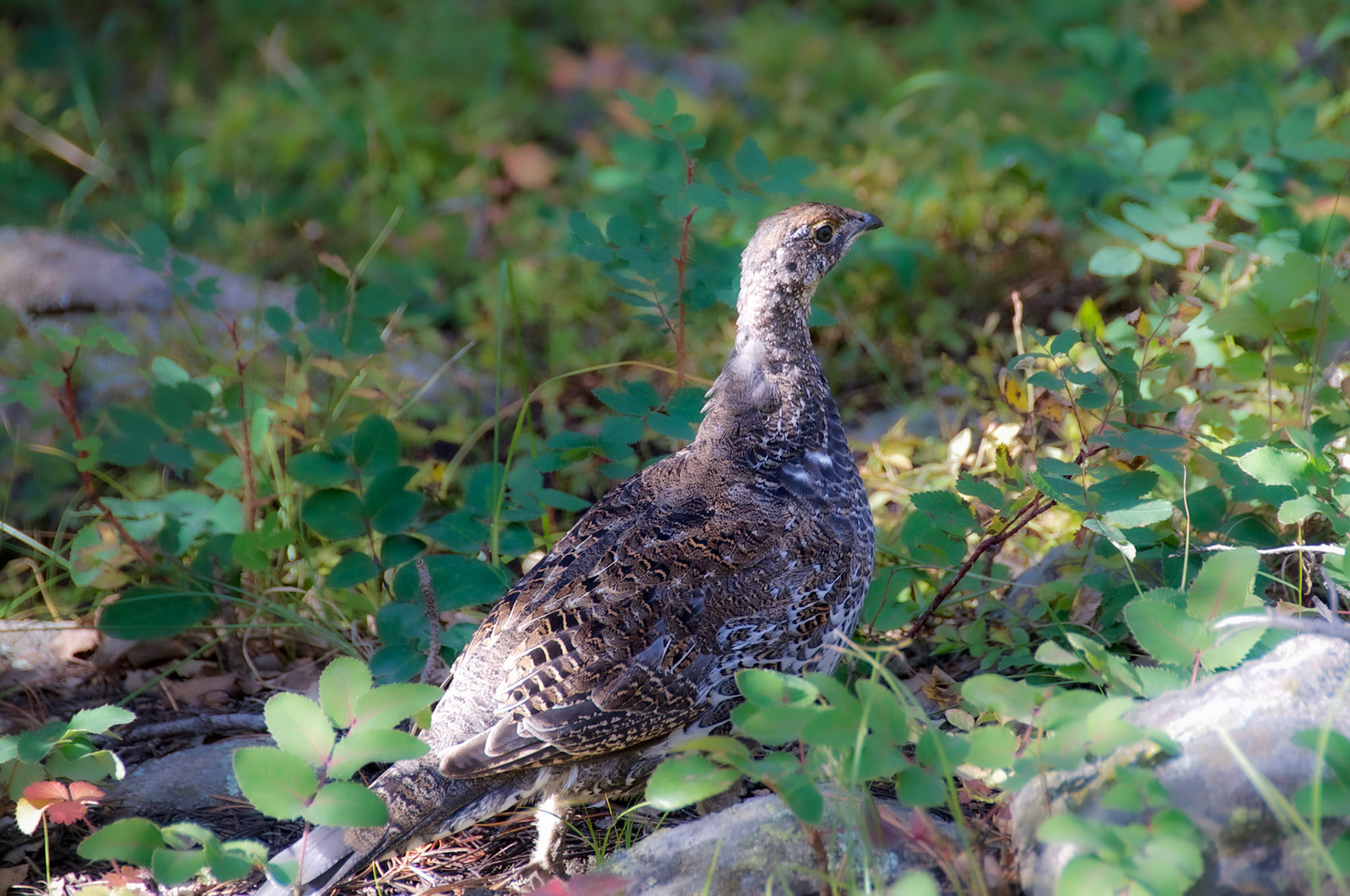 Rock Ptarmigan (Lagopus muta) I couldn't believe she stayed still long enough for this capture.