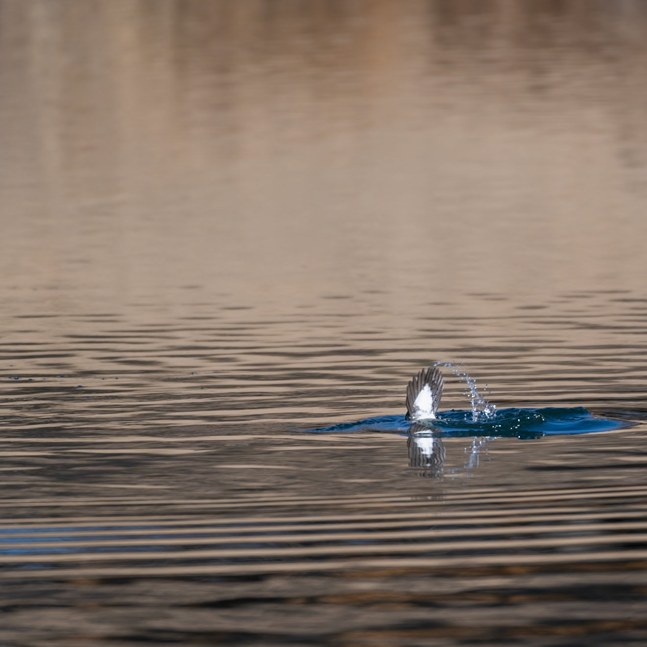 Common Goldeneye - Immature Male - Diving sequence