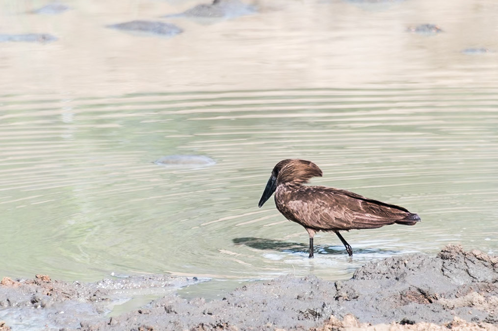 Hammerkop (Scopus umbretta) South Africa. This fellow was strutting about in wetlands foraging for frogs, fish, and insects.