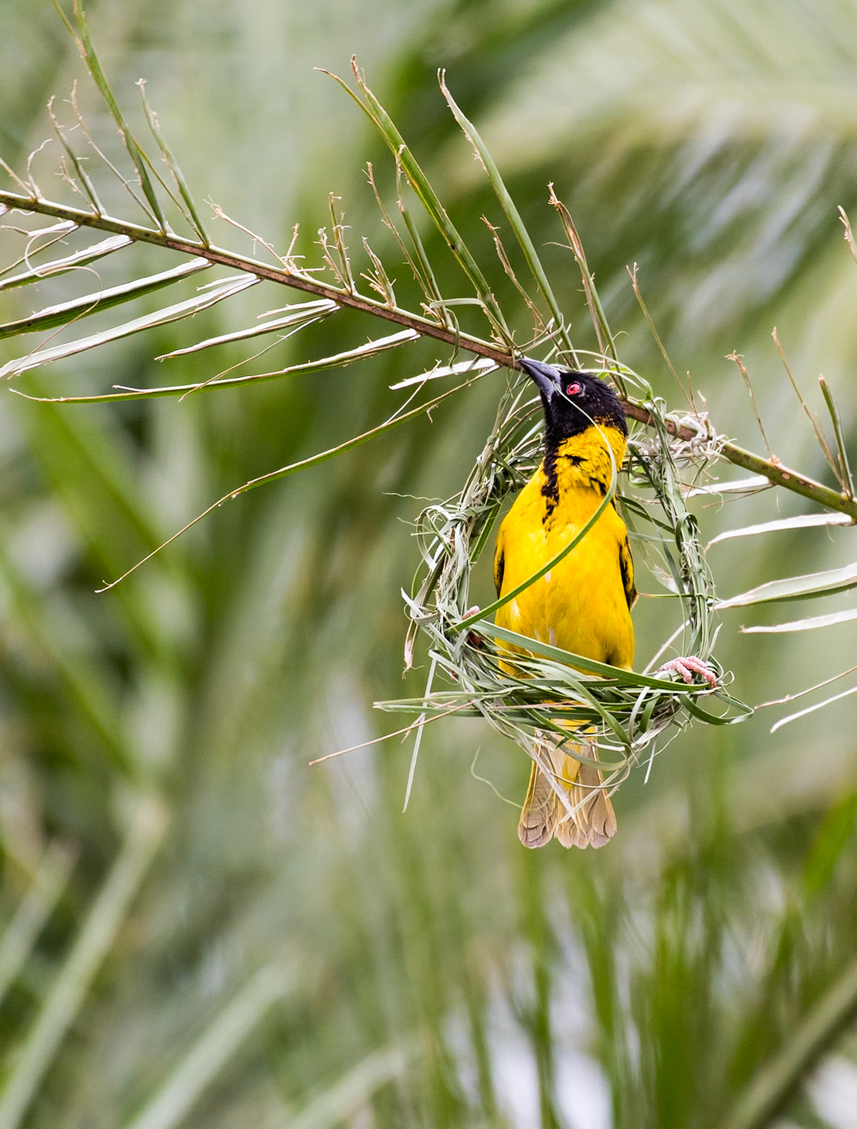 Zimbabwe: Southern Masked Weaver (Ploceus velatus). The acrobatics involved in building the nests are impressive. Here's a few shots of that process.