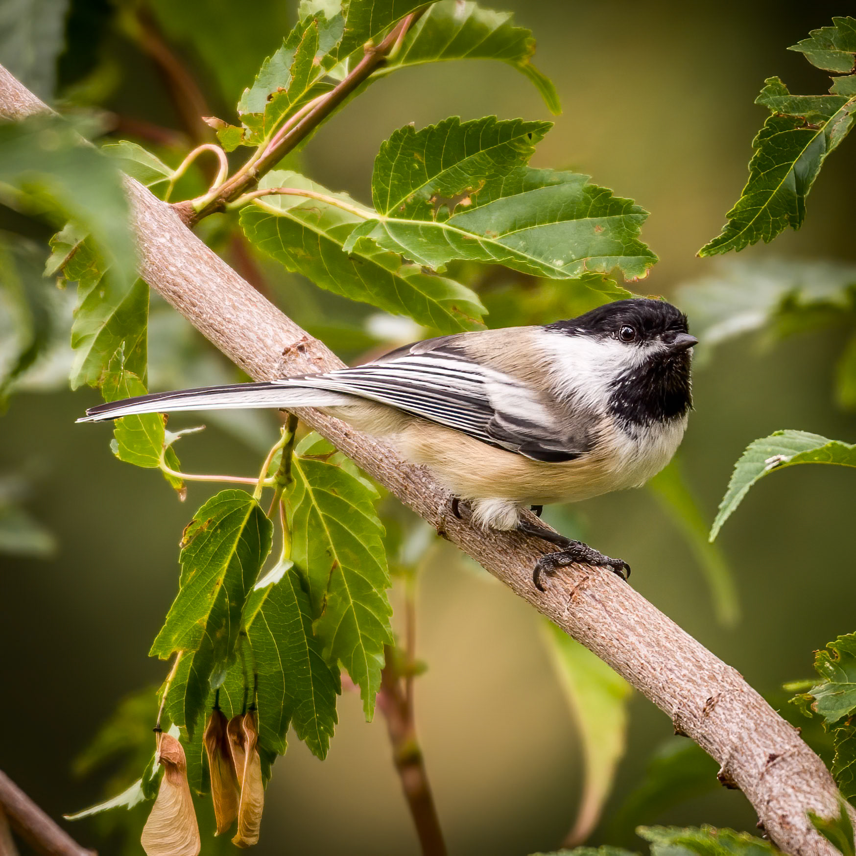 Black-capped Chickadee (Poecile atricapillus)