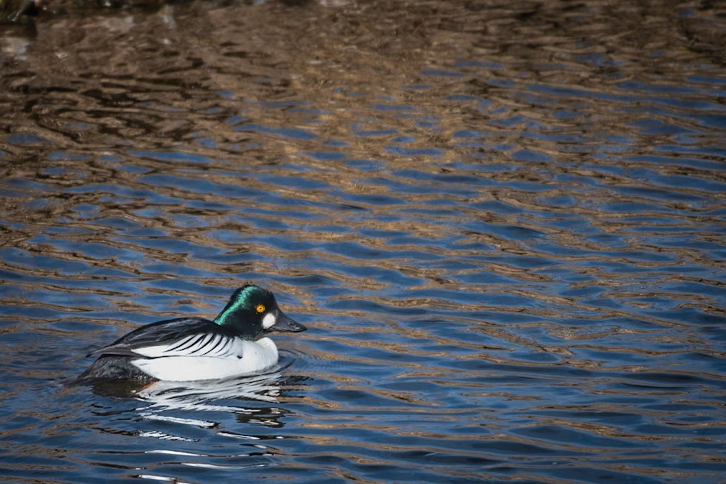 Common Goldeneye [Bucephala clangula]