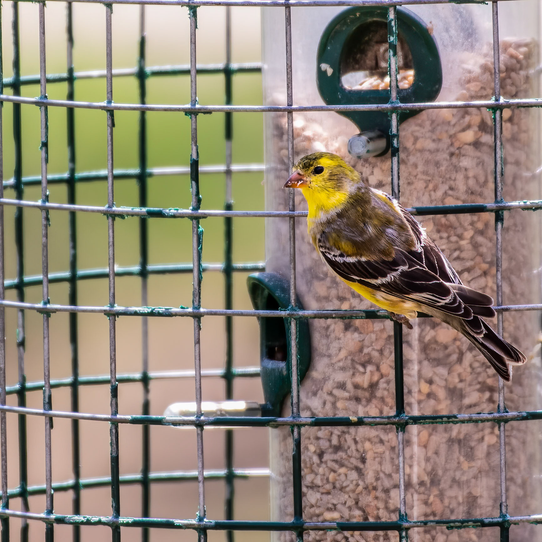 American Goldfinch (Spinus tristis)