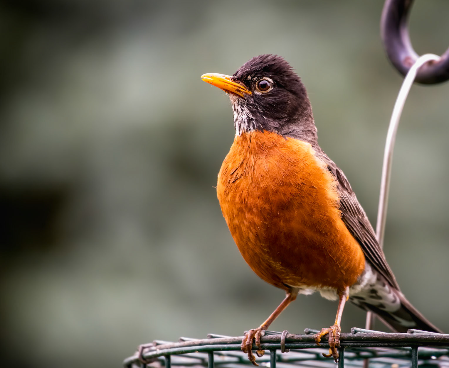 A watchful eye to scout out for its mate.