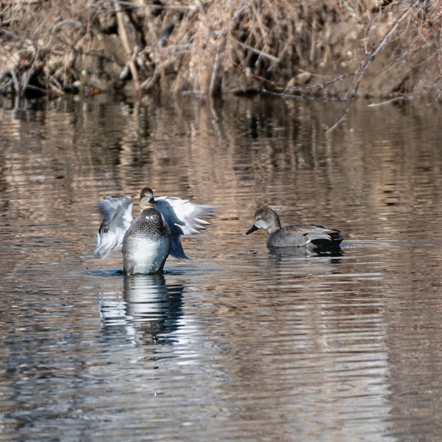 Gadwall (Mareca strepera)