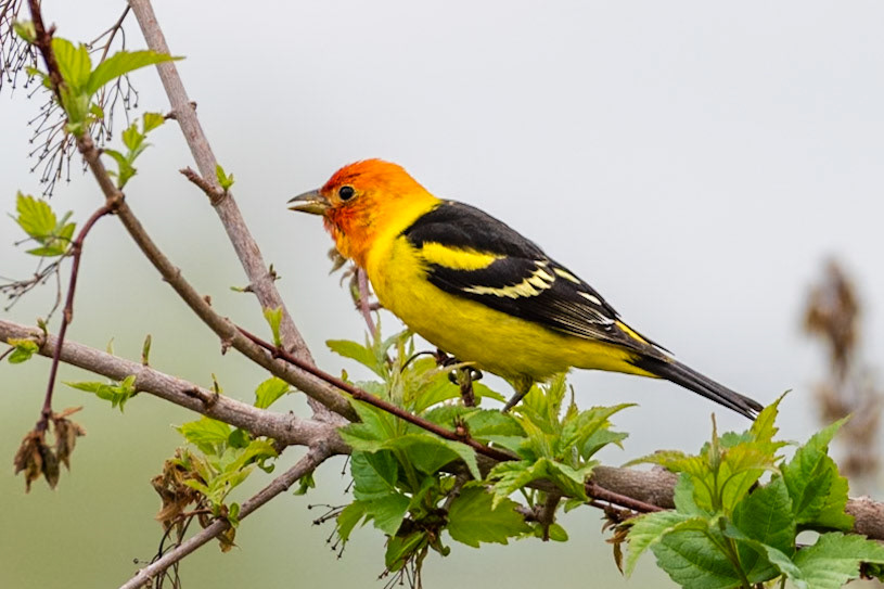 Bullock’s Oriole (Icterus bullockii)