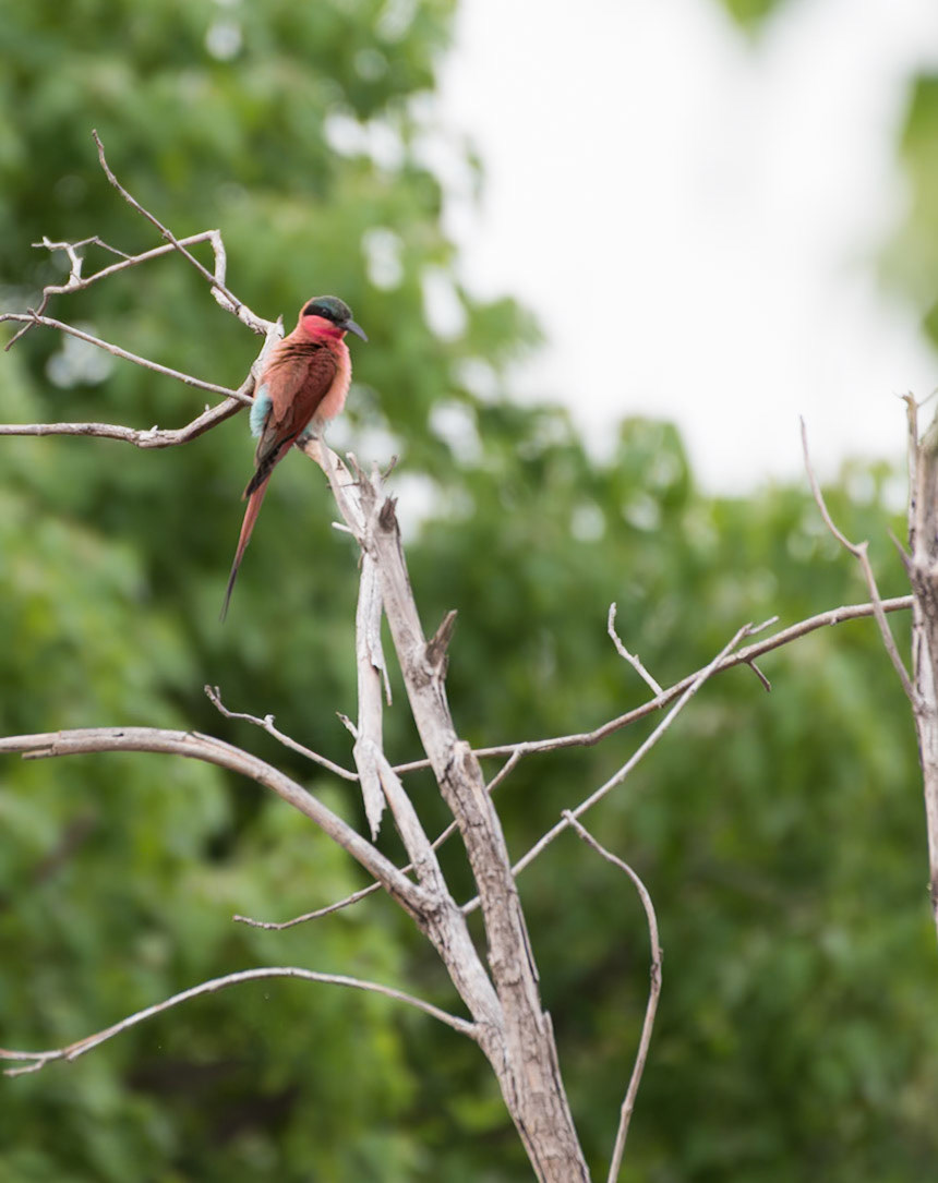 Botswana: Southern Carmine Bee-eater (Merops nubicoides)