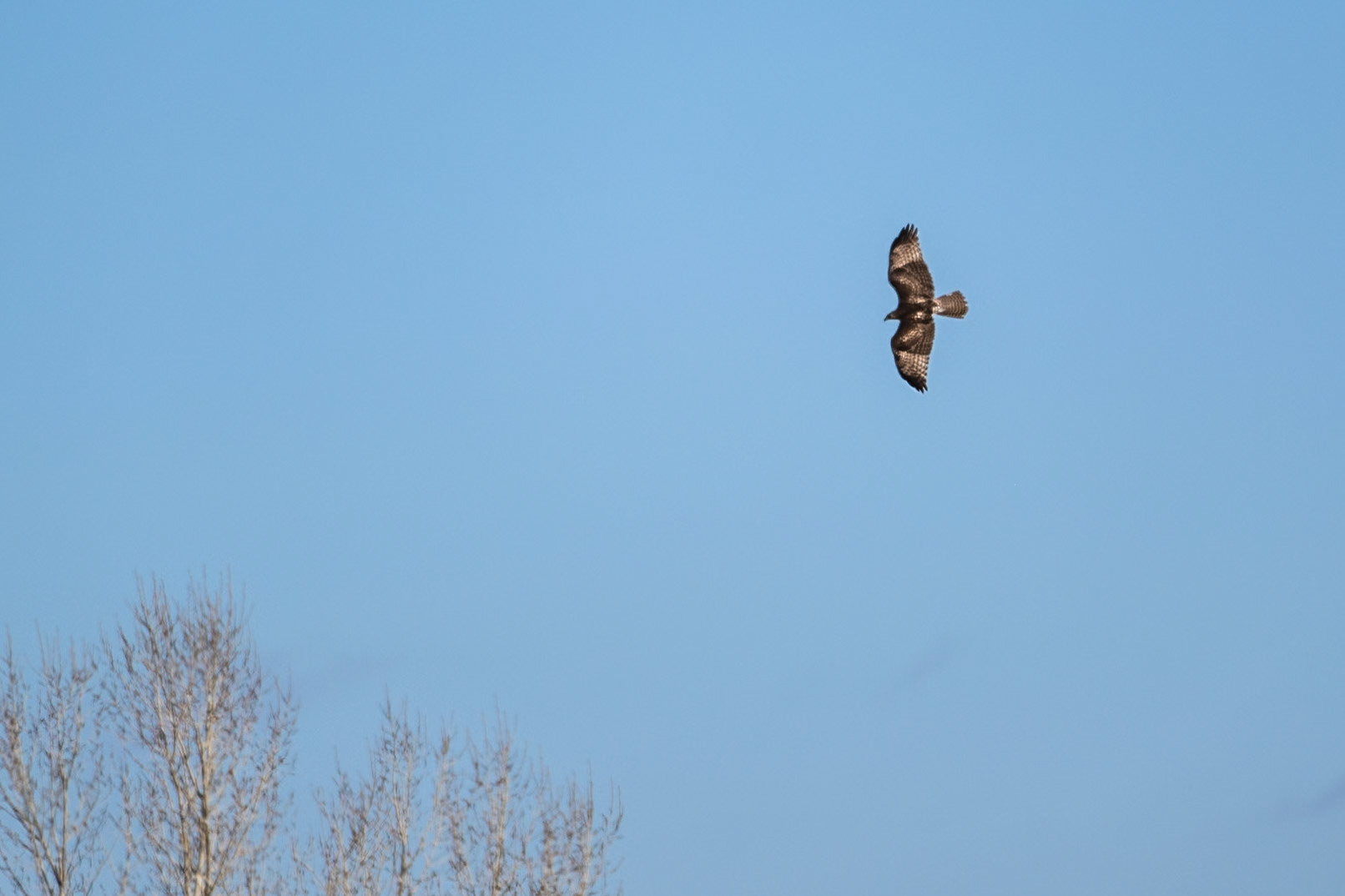Sequence: Haralan's Hawk (Buteo jamaicensis harlani) possibly morphed?