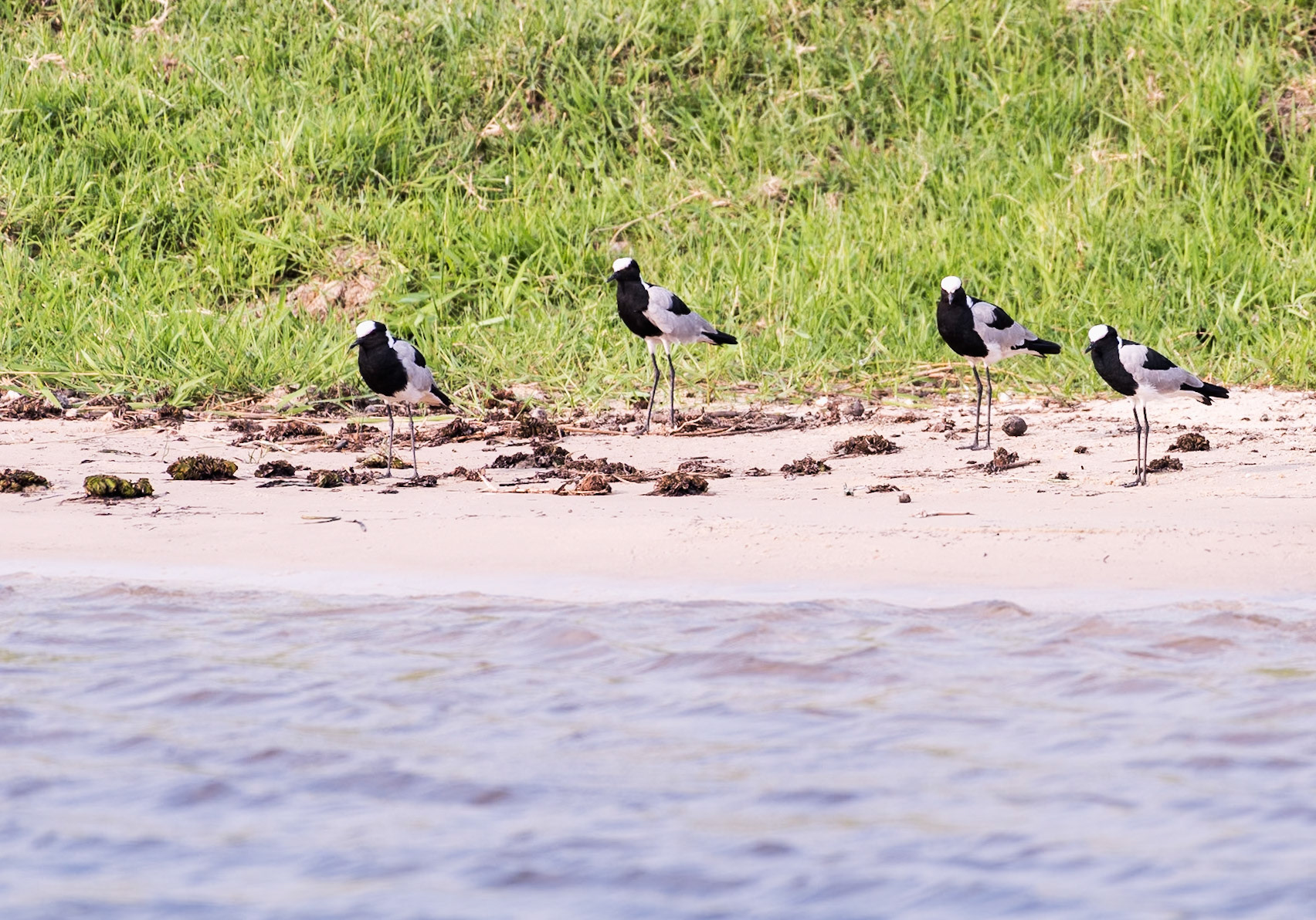 Botswana: Blacksmith Lapwing (Vanellus armatus)  Also called blacksmith plover. Its call is a loud ringing “tink-tink-tink” call is uttered in series, like a blacksmith hammering on an anvil.