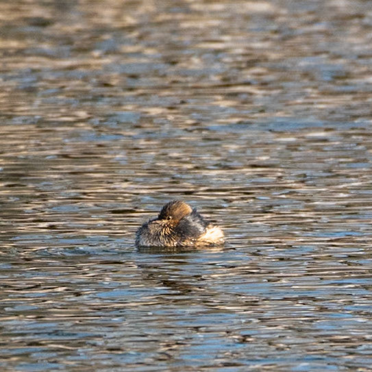 Pied-billed Grebe (Podilymbus podiceps)