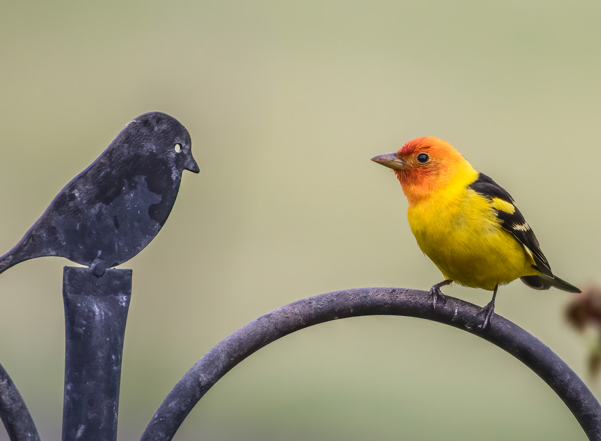 Bullock’s Oriole (Icterus bullockii) faceoff at our bird feeder. Not sure who won the staring contest.