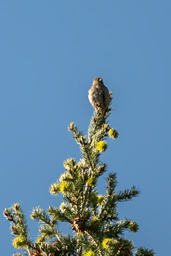 Song Sparrow (Melospiza melodia)