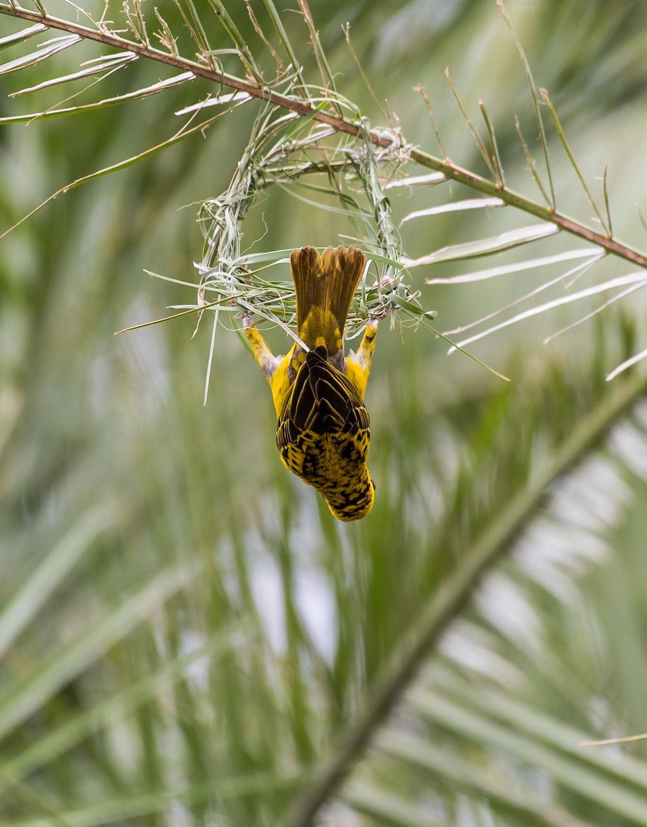 Zimbabwe: Southern Masked Weaver (Ploceus velatus). The acrobatics involved in building the nests are impressive. Here's a few shots of that process.