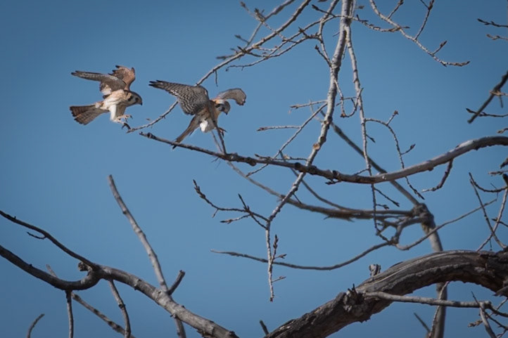 [Falco sparverius] - male and female