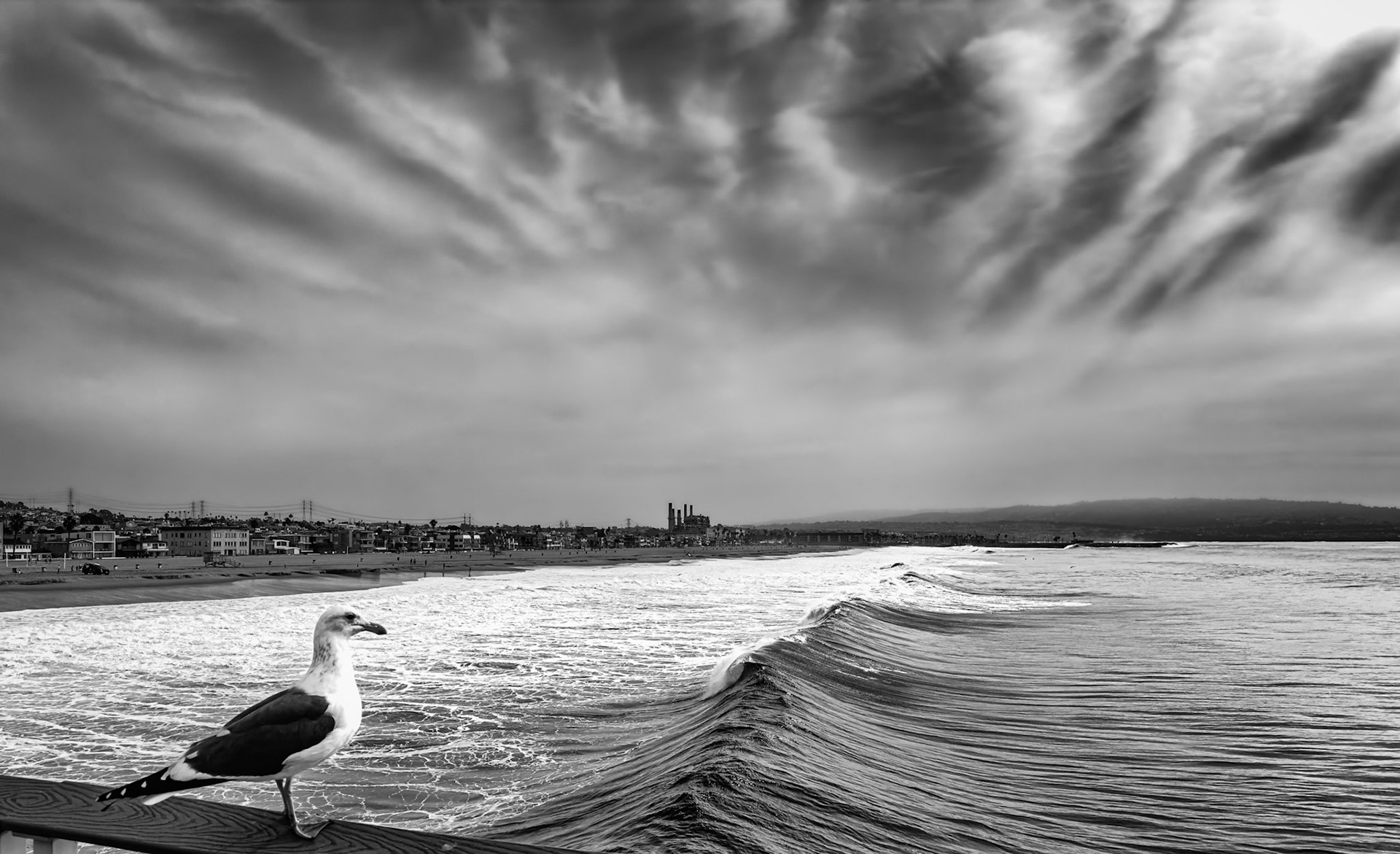 Jonathan Livingston Seagull - Official pier and surf inspector.