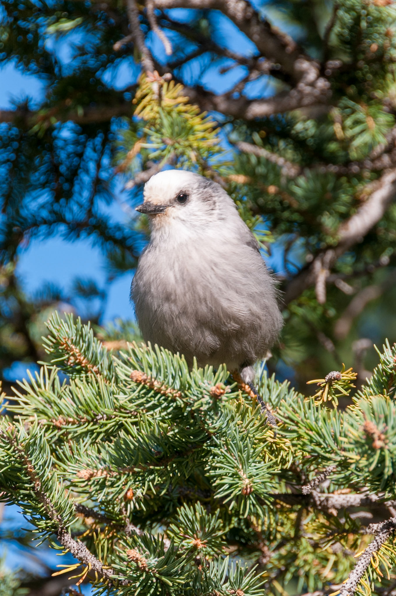 Whiskey Jack or Canada Jay (Perisoreus canadensis) Colorado, US