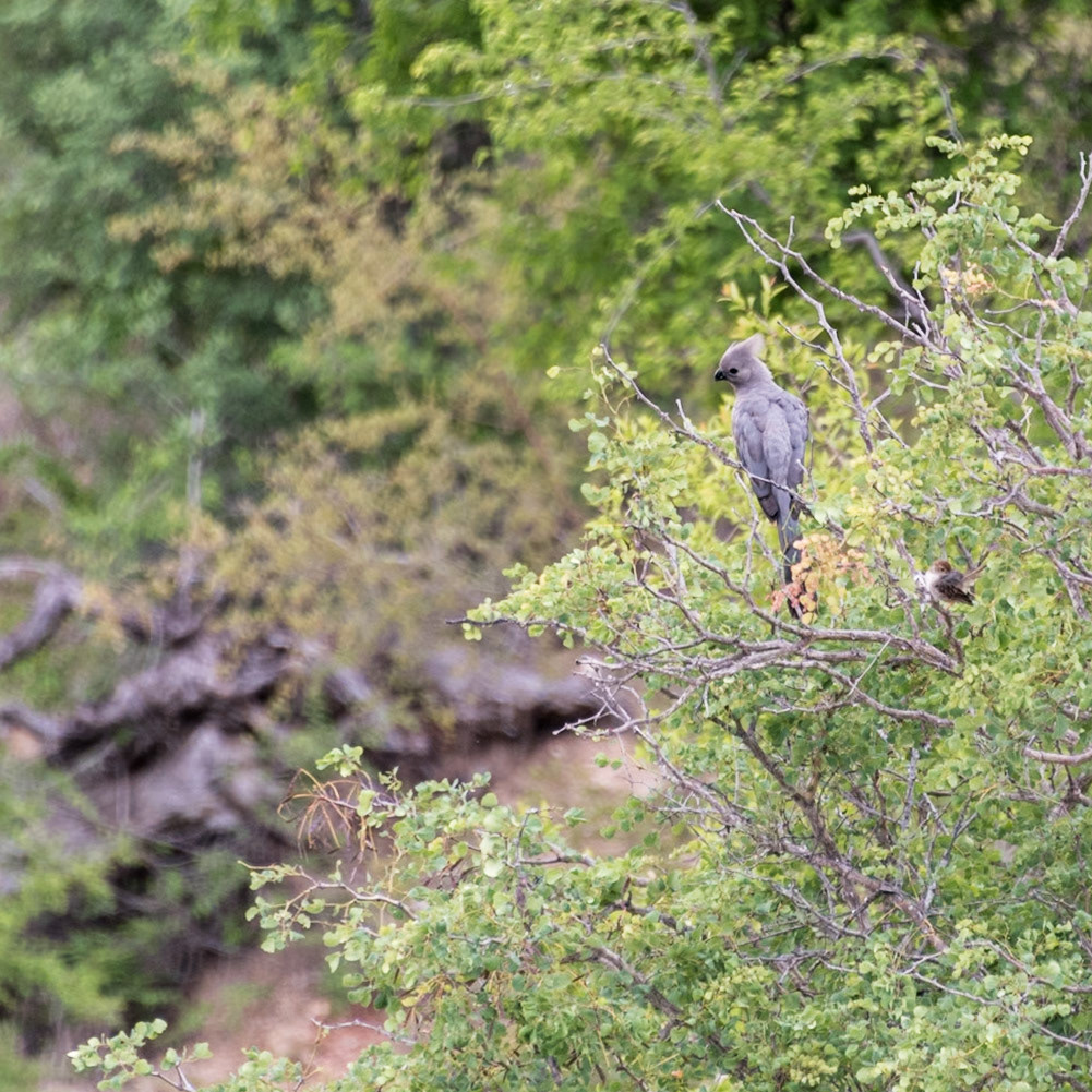 Africa - Gray Go-away-bird (Corythaixoides concolor)