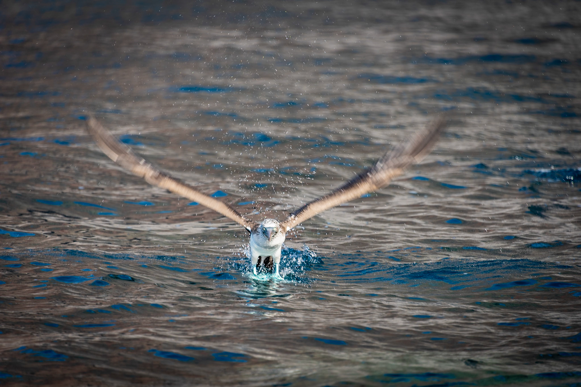 Sula nebouxii cleared for takeoff
