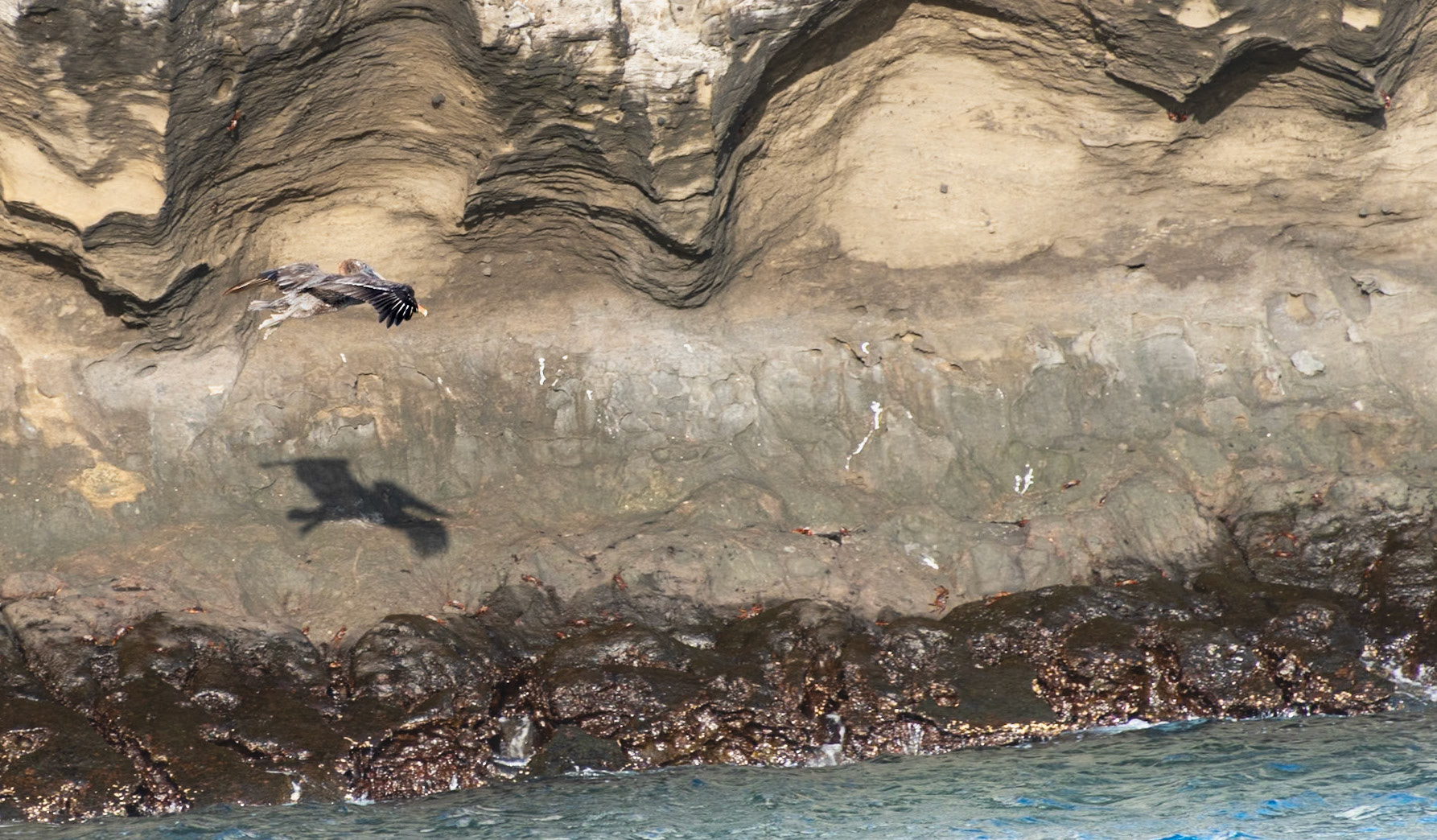 Galapagos Islands Brown Pelican (Pelecanus occidentalis)  - great cliff shadow